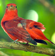 Summer Tanager