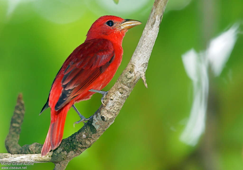 Summer Tanager male adult, identification