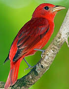 Summer Tanager