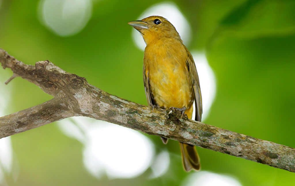 Summer Tanager female adult