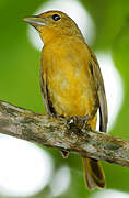 Summer Tanager