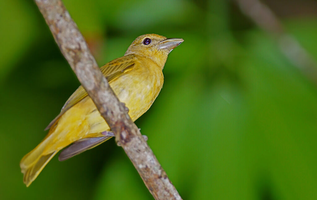 Summer Tanager female adult