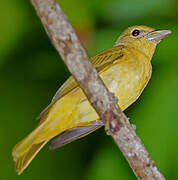 Summer Tanager