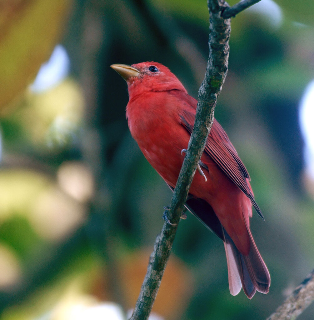 Summer Tanager male adult