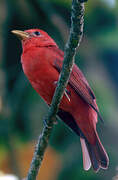 Summer Tanager