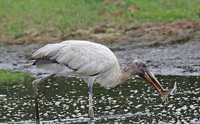 Wood Stork