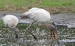 Wood Stork