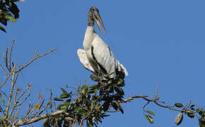 Wood Stork