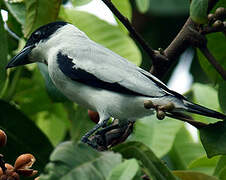 Black-crowned Tityra