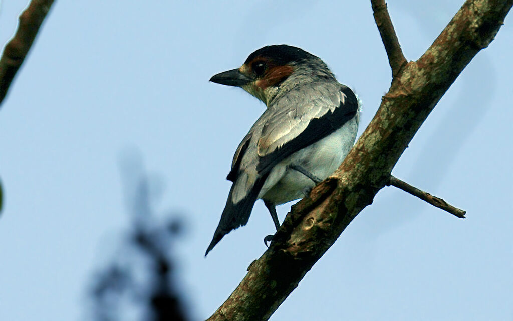 Black-crowned Tityra female adult