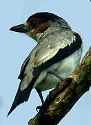 Black-crowned Tityra