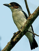 Black-crowned Tityra