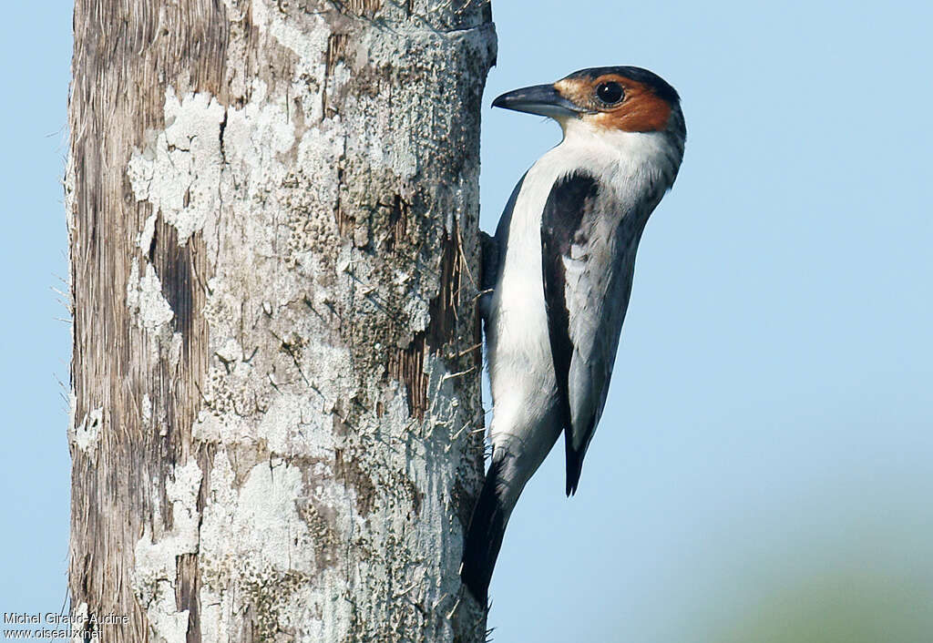 Black-crowned Tityra female adult, identification