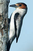 Black-crowned Tityra