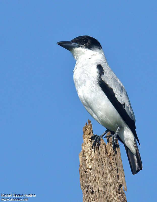 Black-crowned Tityra male adult, identification