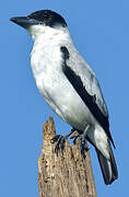 Black-crowned Tityra