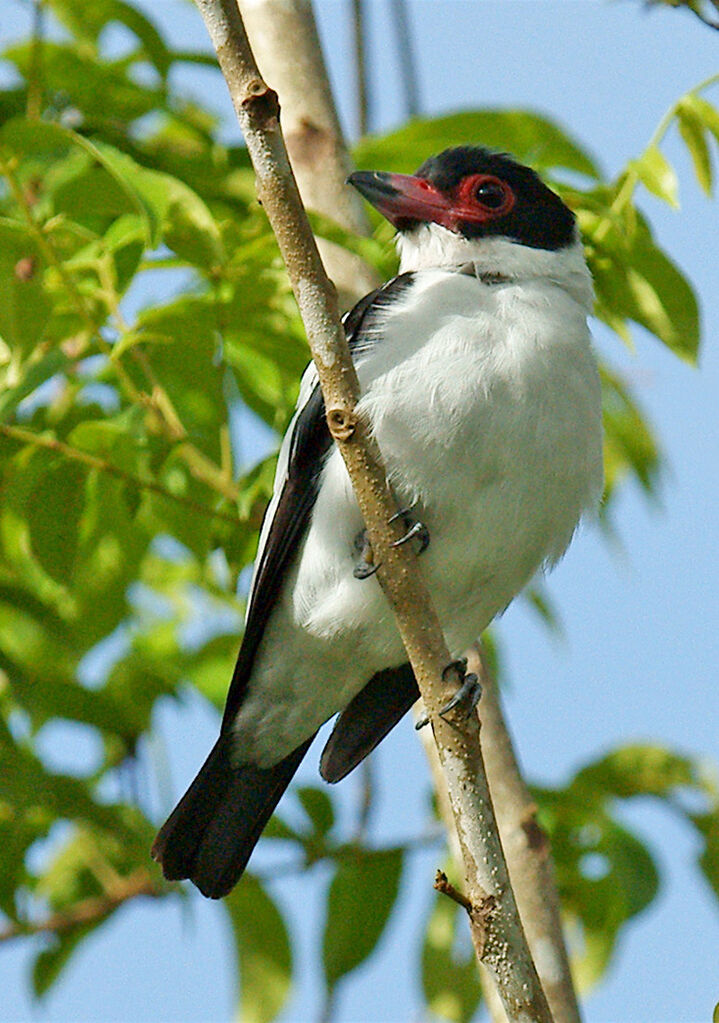 Black-tailed Tityra