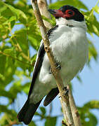 Black-tailed Tityra