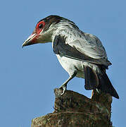 Black-tailed Tityra