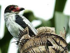 Black-tailed Tityra