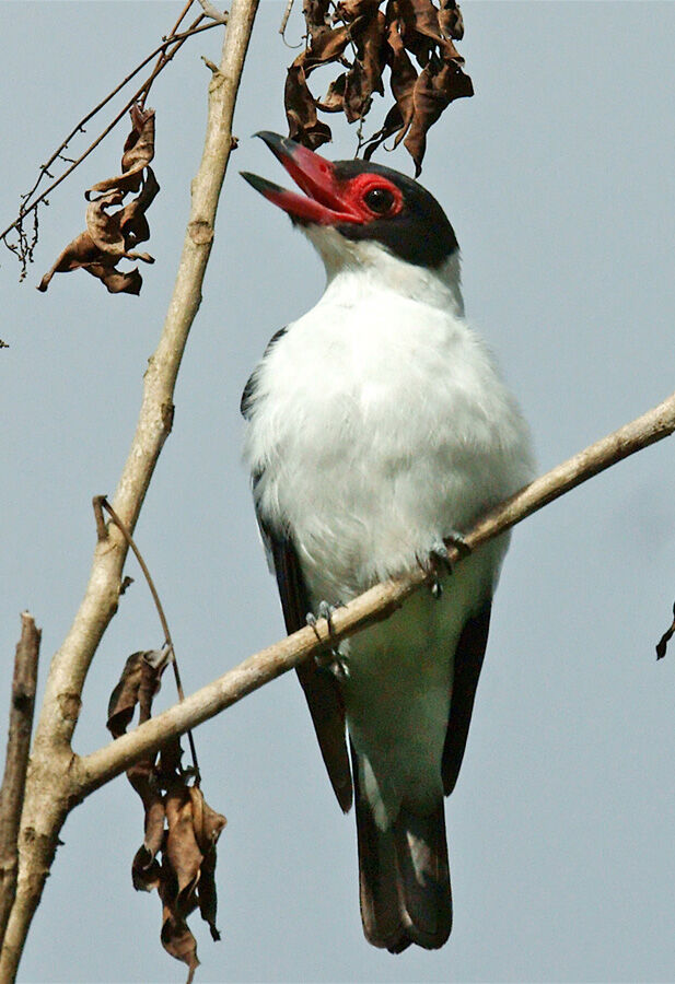 Black-tailed Tityra male