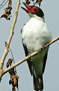 Black-tailed Tityra