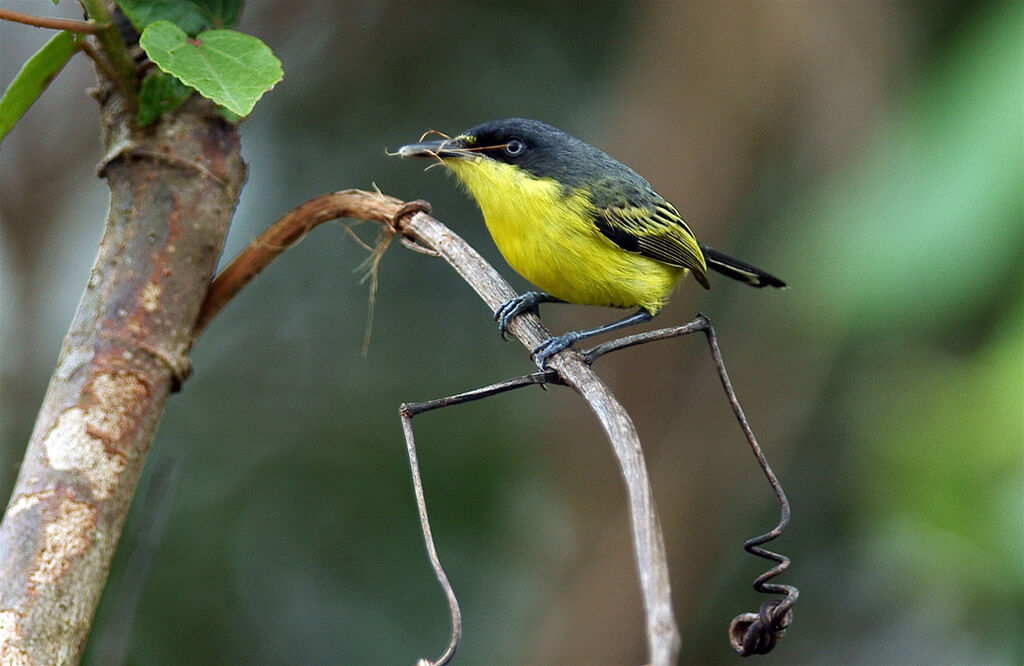 Todirostre familier, identification