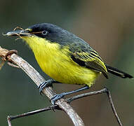 Common Tody-Flycatcher