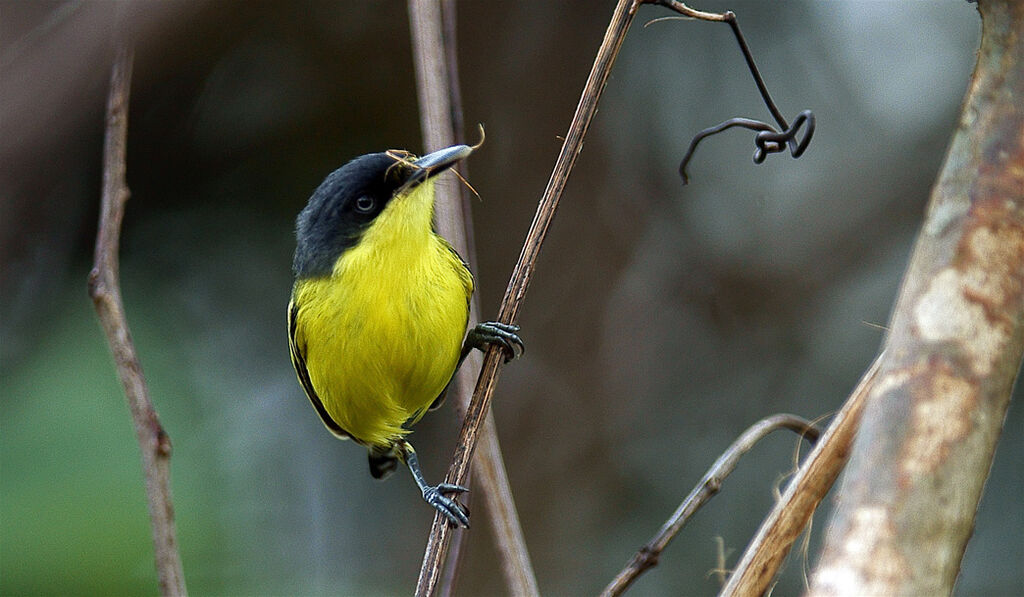 Todirostre familier, identification