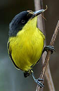 Common Tody-Flycatcher