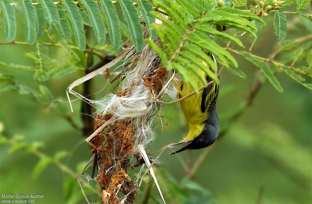 Common Tody-Flycatcher male, Reproduction-nesting