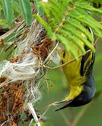 Common Tody-Flycatcher