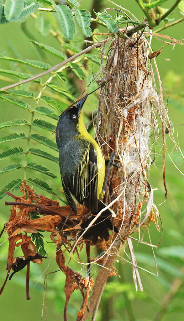 Common Tody-Flycatcher, identification, Reproduction-nesting