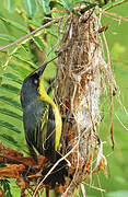 Common Tody-Flycatcher