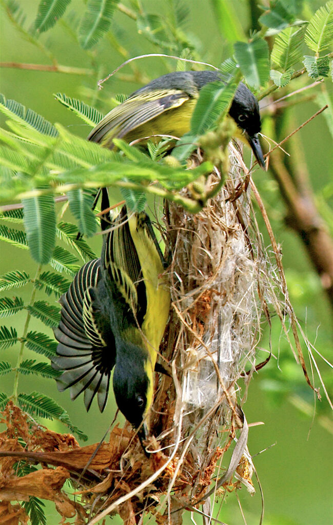 Common Tody-Flycatcher, identification, Reproduction-nesting