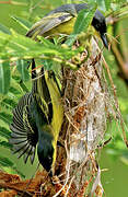 Common Tody-Flycatcher