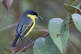 Common Tody-Flycatcher