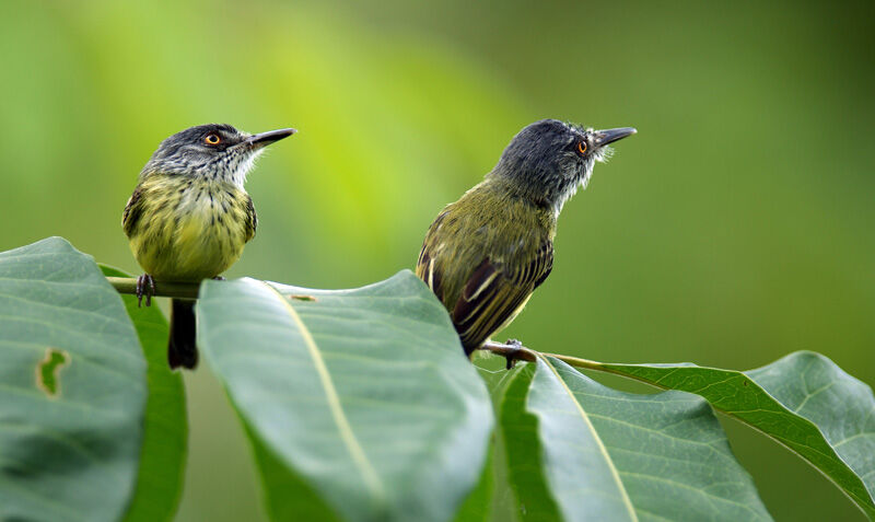 Spotted Tody-Flycatcher 