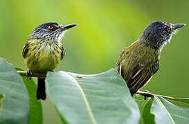 Spotted Tody-Flycatcher