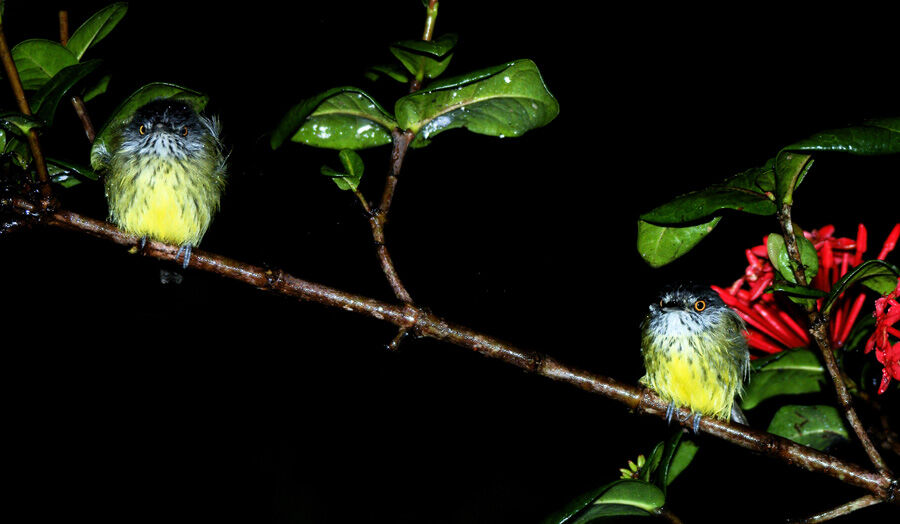 Spotted Tody-Flycatcher