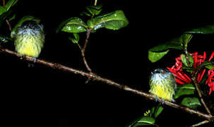 Spotted Tody-Flycatcher