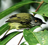 Spotted Tody-Flycatcher