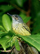 Spotted Tody-Flycatcher