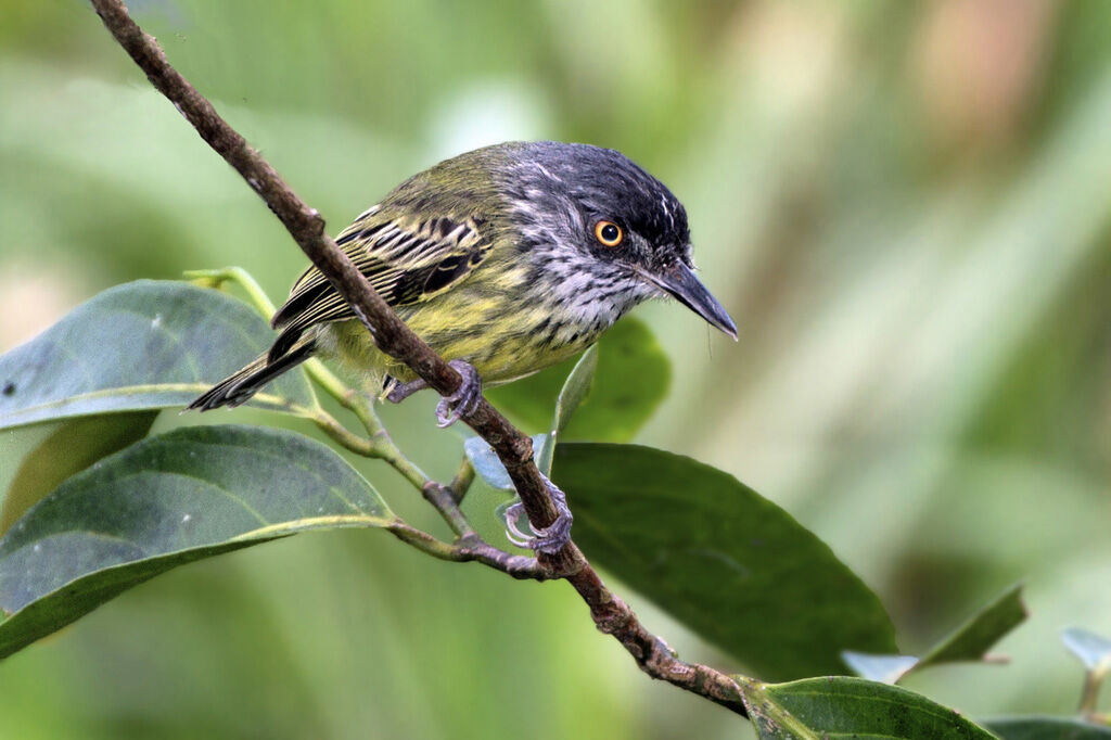 Spotted Tody-Flycatcher