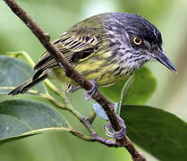 Spotted Tody-Flycatcher