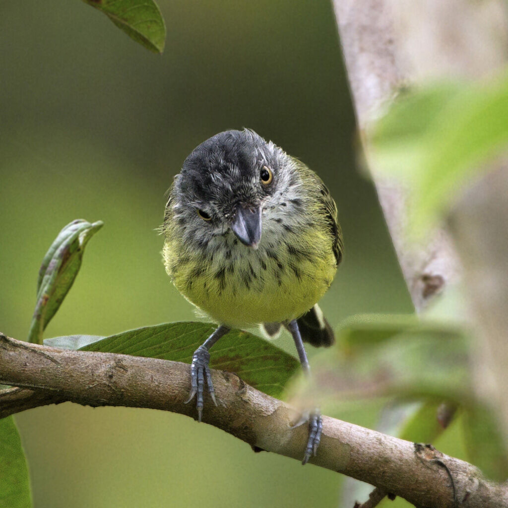 Spotted Tody-Flycatcher