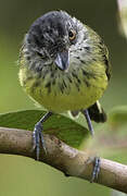 Spotted Tody-Flycatcher