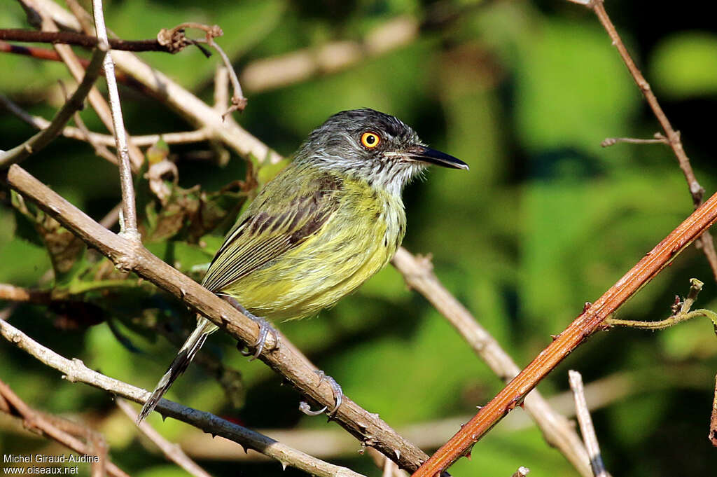 Todirostre tachetéadulte, identification