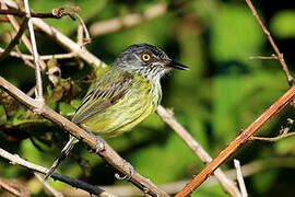 Spotted Tody-Flycatcher