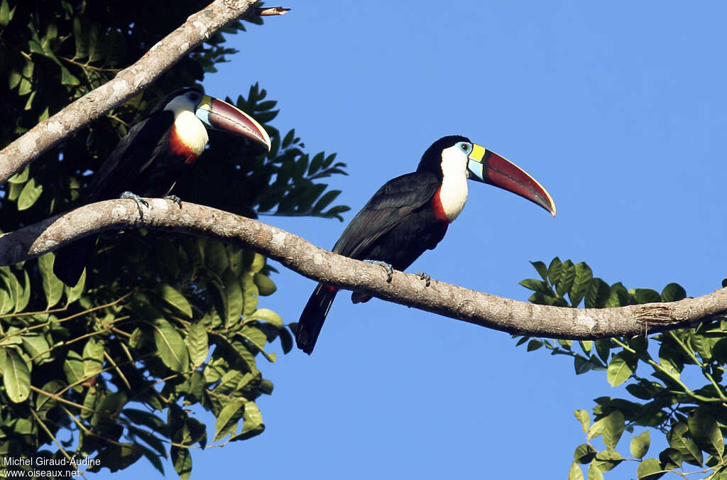 White-throated Toucanadult, identification